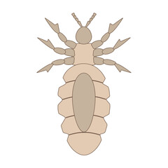 Detailed illustration of louse insect anatomy on white background.