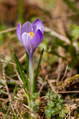 crocco viola