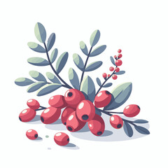 barberry, ripe, food, berry, red, leaf, fruit, plant, branch, fresh, natural, healthy, antioxidant, vitamin, spice, goji, organic, herb, background, ingredient, isolated, autumn, herbal, snack, medici