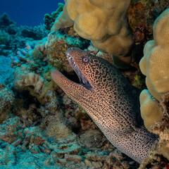 Eye level with a Greyface Moray Eel (Gymnothorax thyrsoideus) emerging from hard coral.