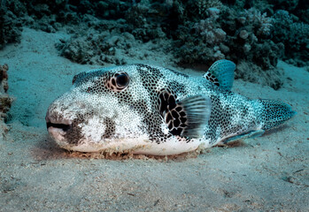 Eye level with a pufferfish, starry puffer, or starry toadfish (Arothron stellatus) resting on a...