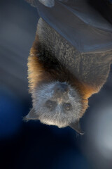 the bat is hanging upside down