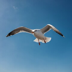 Fototapeta premium Seagull in Flight Against a Clear Blue Sky.