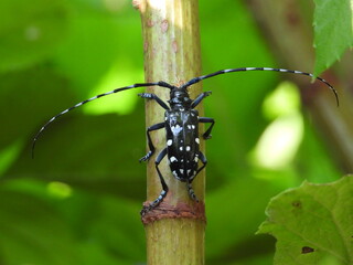 ゴマダラカミキリ