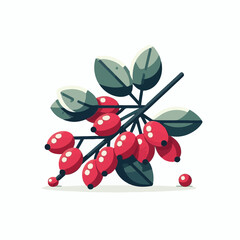 barberry, ripe, food, berry, red, leaf, fruit, plant, branch, fresh, natural, healthy, antioxidant, vitamin, spice, goji, organic, herb, background, ingredient, isolated, autumn, herbal, snack, medici