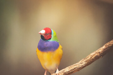 the gouldian finch is perched on a branch