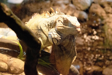 This is an old green iguana