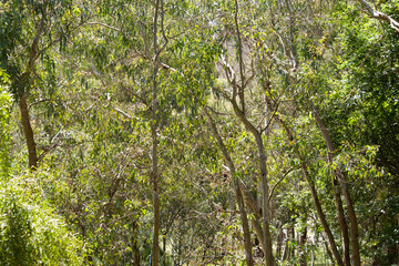 Eucalyptus trees in bush land