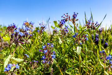 On the hills of the Taurian Chersonesos Museum-Reserve, blue flowers bloom in the Crimea in April: Volovik - Ankhusa azure (Ankhusa Italian) Lat. Anchusa azurea (Anchusa italica)