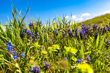 On the shore of the Chersonesos in Crimea, blue flowers bloom in April: Volovik - Anchusa azure and Muscari (mouse hyacinth)