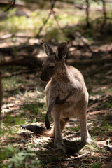 the joey is scratching its arm