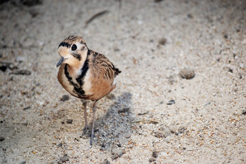 the inland dotterel is walking on sand