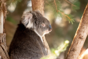 the koala is on a tree