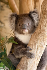 the koala is on a tree