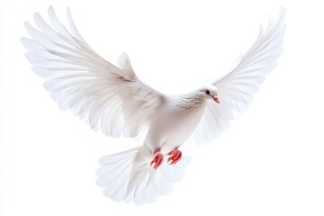Obraz premium White Dove Flying with Spread Wings Against a Clean White Background