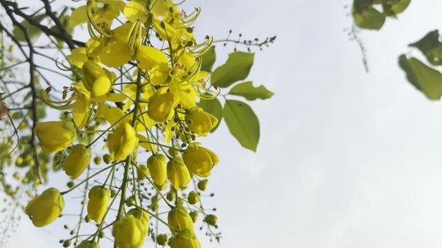 Flower (Yellow elder, Tecoma Stans, Yellow trumpet-flower) yellow color, Naturally beautiful flowers in the garden