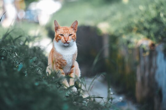 A detailed close-up shot of an orange tabby cat nestled in lush green grass, showcasing its fur texture and curious expression in a natural outdoor setting