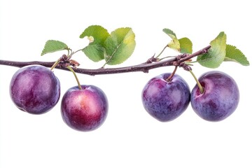 Fototapeta premium Ripe Plums Hanging From Branch with Green Leaves on White