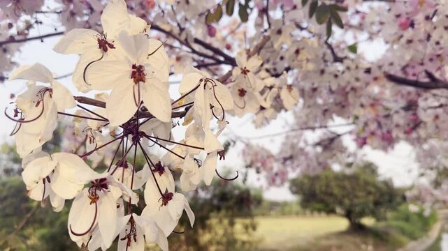 Flower (Cassia bakeriana) or Pink Shower, Wishing tree, Dwarf Apple Blossom tree Naturally beautiful flowers in the garden
