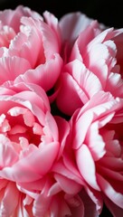 Naklejka premium Close-Up of Blooming Peonies with Soft Ruffled Petals Against a Dark Background