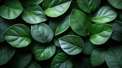 Lush Green Leaves Nature Background Texture