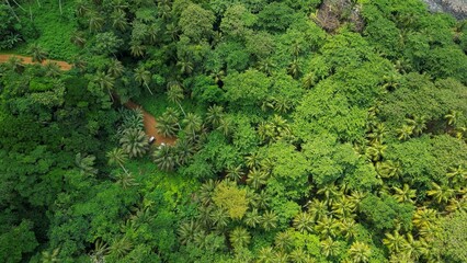 An aerial view of lush, dense forest on Prince Island, Sao Tome, Africa.