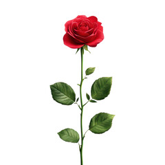 Naklejka premium Elegant red rose with green leaves on a slender stem
