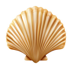 seashell isolated on white background
