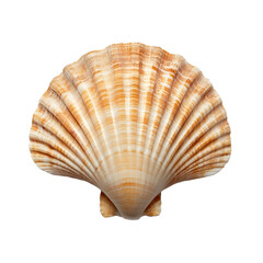 seashell isolated on white background