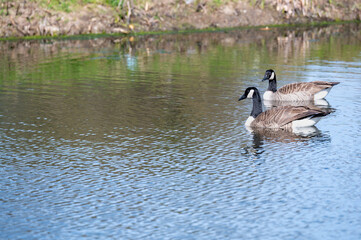 Ducks swimming in natural lake with nature wildlife background