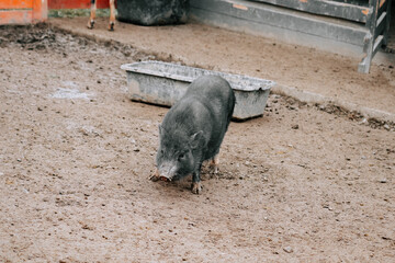 Black pig walking on muddy ground in barn area during overcast day in rural setting