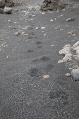 Puma tracks on the shoreline of a lake in Torres Del Paine National Park, Chile.
