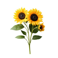Bright sunflowers in full bloom with green leaves