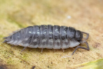 Closeup on a grey woudlouse pea or peter bug, Oniscus assellus