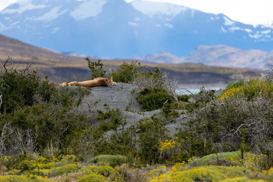 The puma is a member of the Felidae family and is the largest predator in Patagonia. Sitting here looking at the camera with the mountain range in the background.	