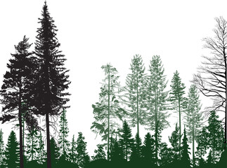 dark and light green fir trees in isolated on white forest