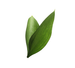 Two fresh green Ruscus leaves isolated on white