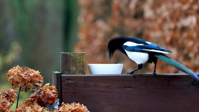 magpie pica pica pecks popcorn
