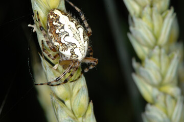 Eichblatt-Radspinne, Aculepeira ceropegia, Weibchen
