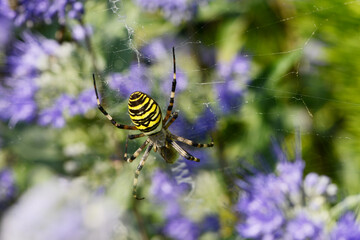 Wespenspinne,  Argiope bruennichi