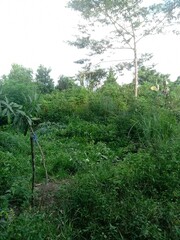 Farmer's field bushes.