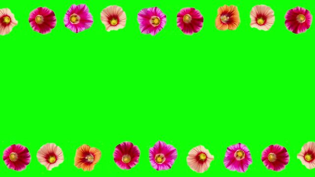 Beautiful Holly hocks flowers decorative frame on green screen background