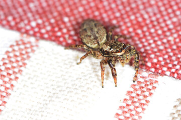 Springspinne, Wollige Mauerspringspinne, Pseudeuophrys lanigera