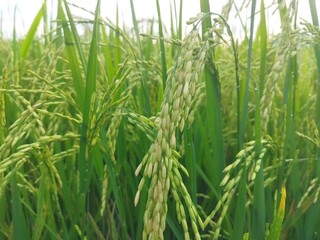 The rice plants are starting to bear fruit.