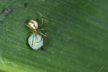 Kleine,  Gewöhnliche Haubennetzspinne Phylloneta impressa, Weibchen