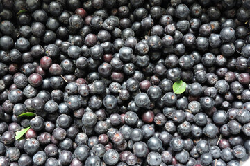 A close-up of fresh ripe aronia berries decorated with green leaves