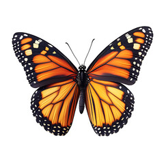 Fototapeta premium Monarch butterfly isolated on white high resolution picture