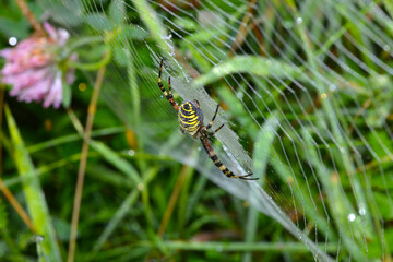 Wespenspinne,  Argiope bruennichi