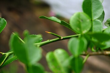 Lime tree thorns with blur background.