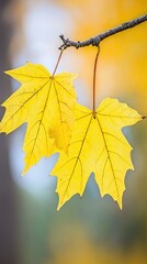 Obraz premium Pair of yellow maple leaves hang from a branch in an autumn park against a blurred background
